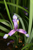 Iris graminea RCP5-10 426.jpg